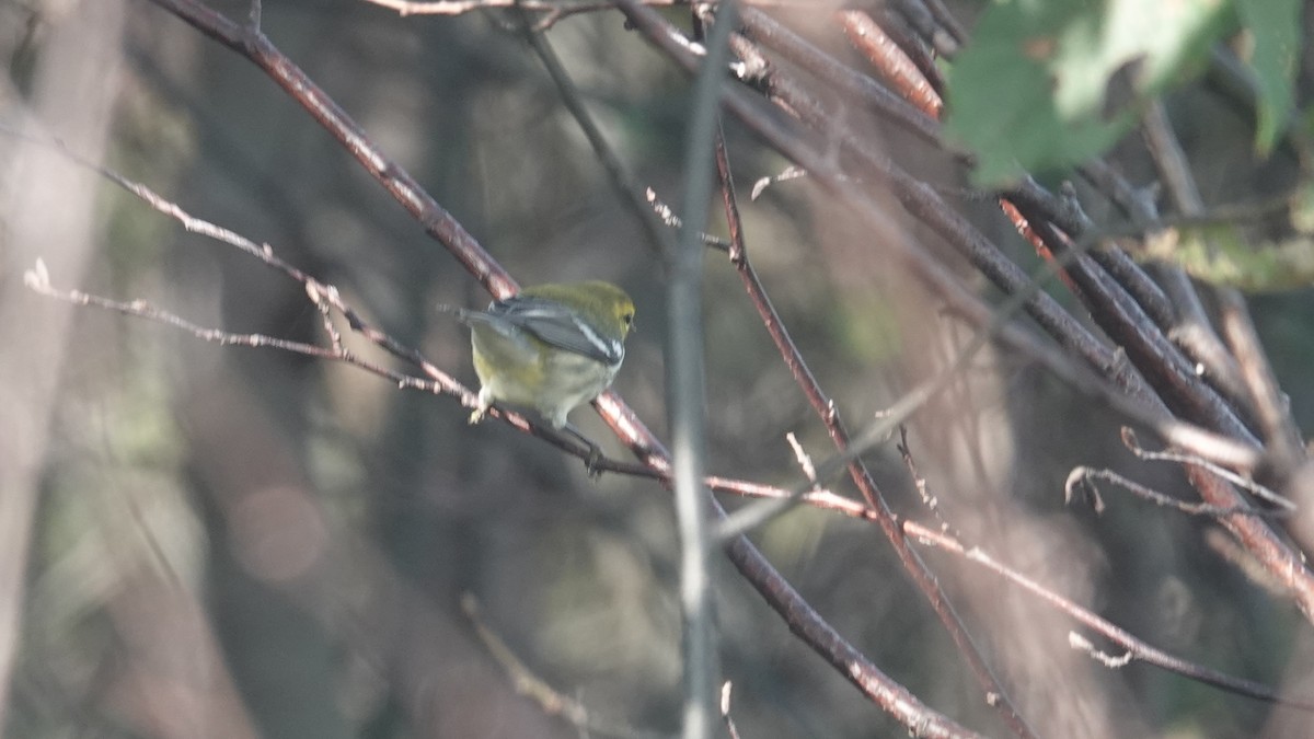 Black-throated Green Warbler - ML609460357