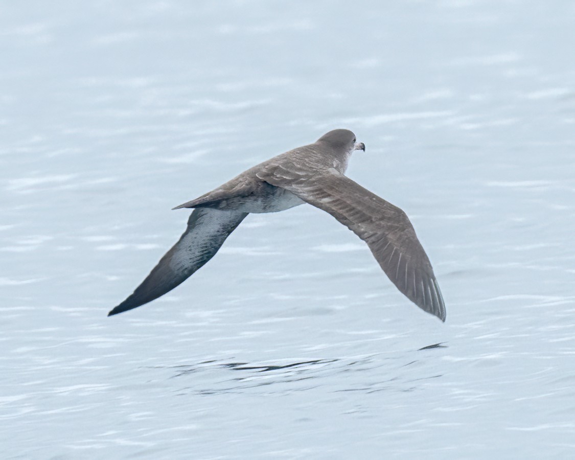 Pink-footed Shearwater - Sue Cook