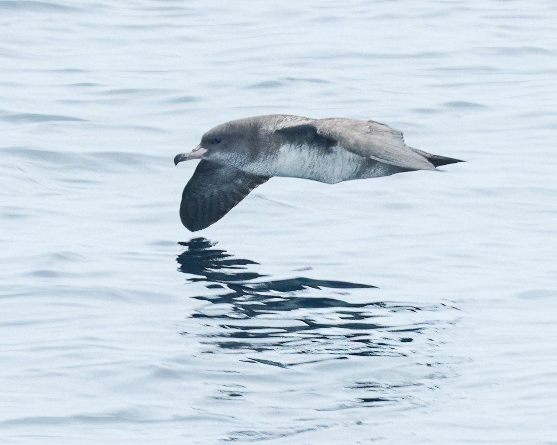 Pink-footed Shearwater - ML609460363