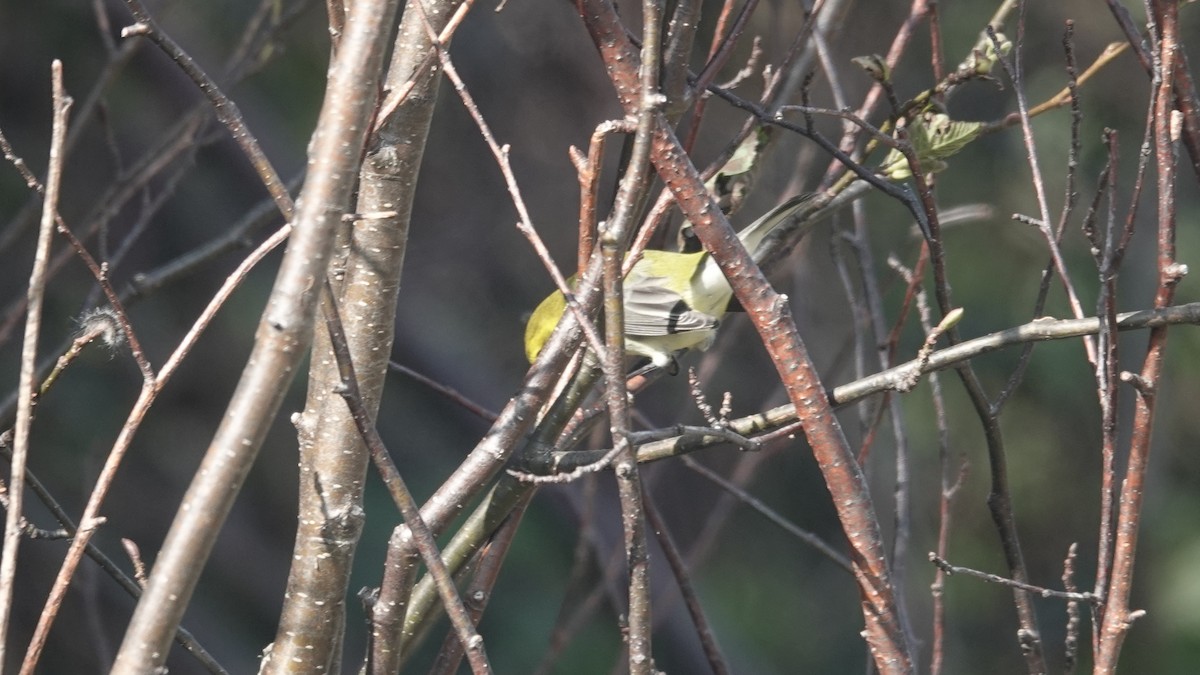 Black-throated Green Warbler - ML609460374