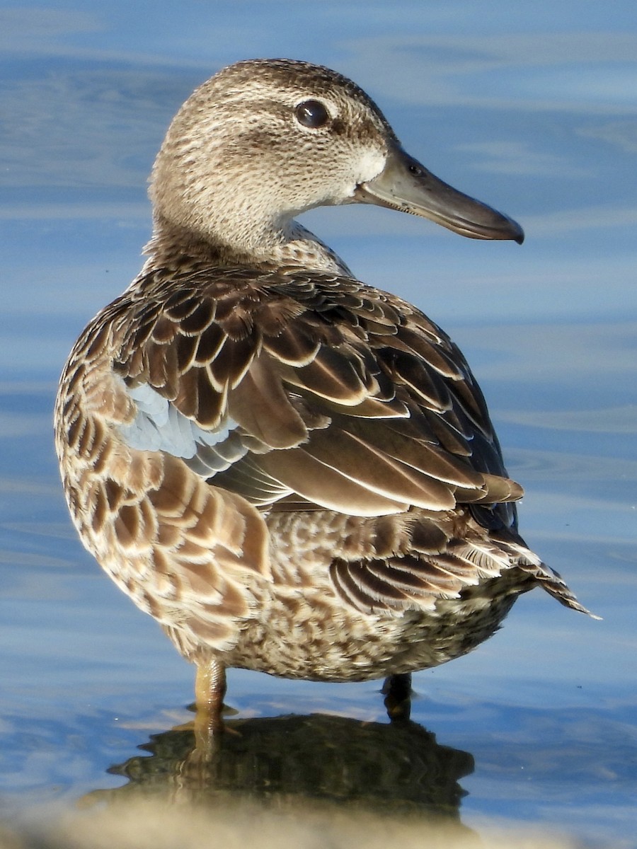 Blue-winged Teal - ML609460437