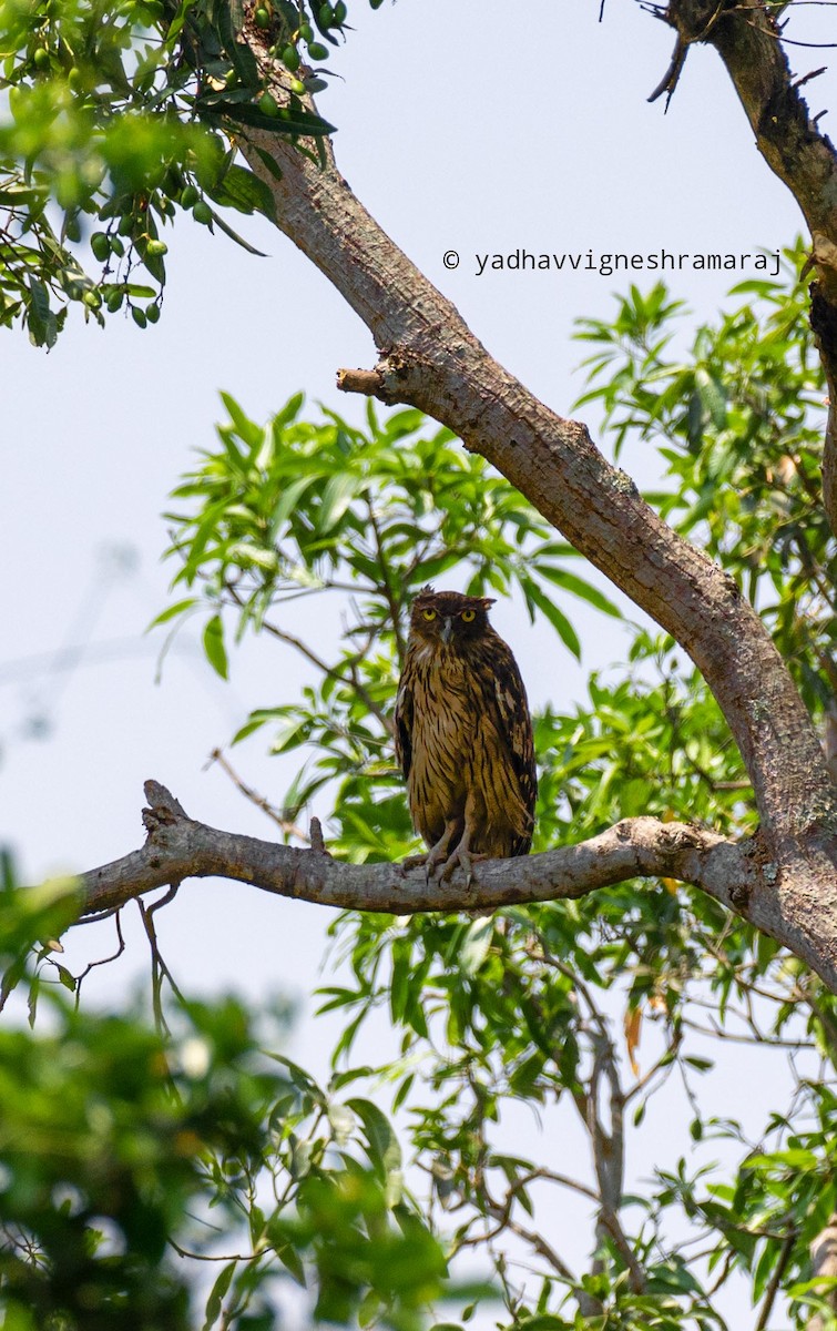 Brown Fish-Owl - ML609460741