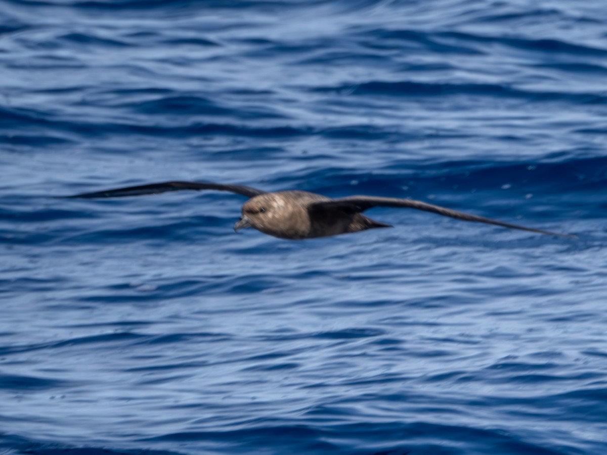 Trindade Petrel - Mark Scheuerman