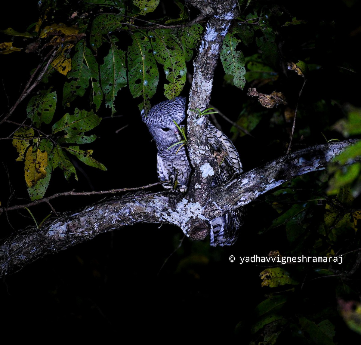 Spot-bellied Eagle-Owl - ML609460784
