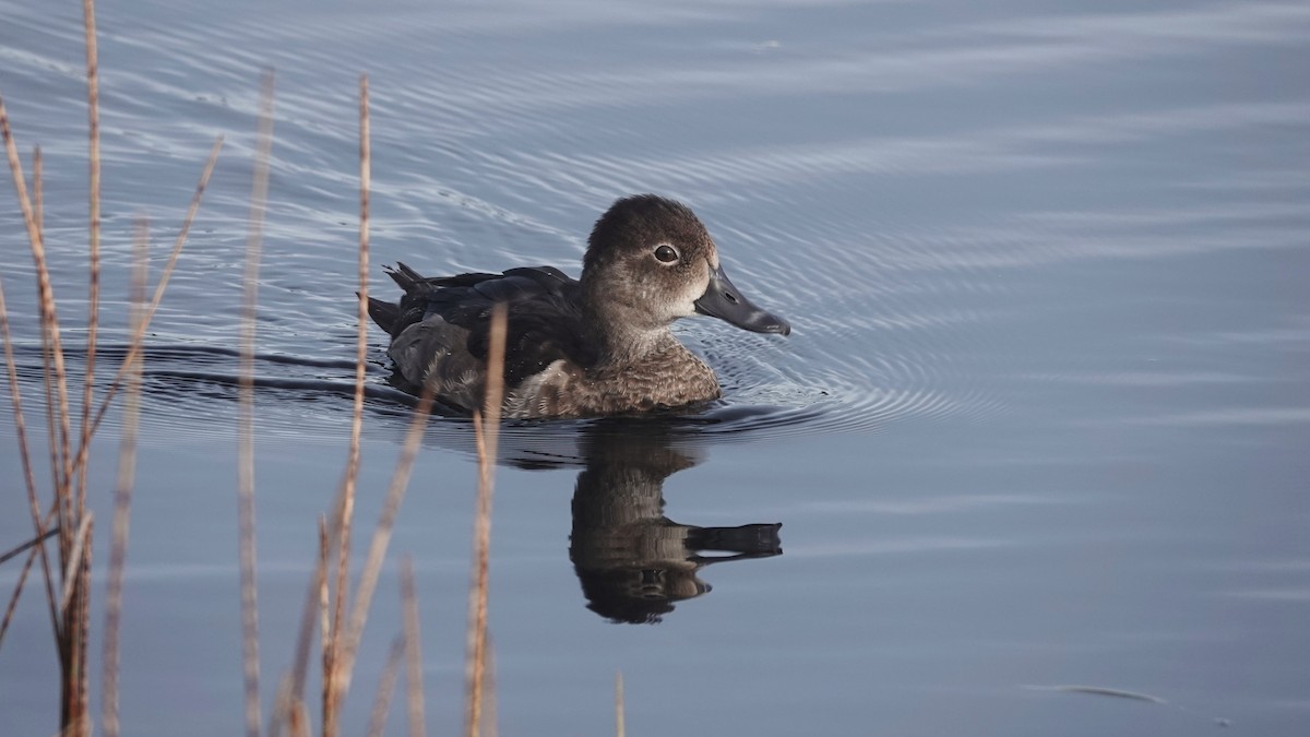 Ring-necked Duck - ML609460806