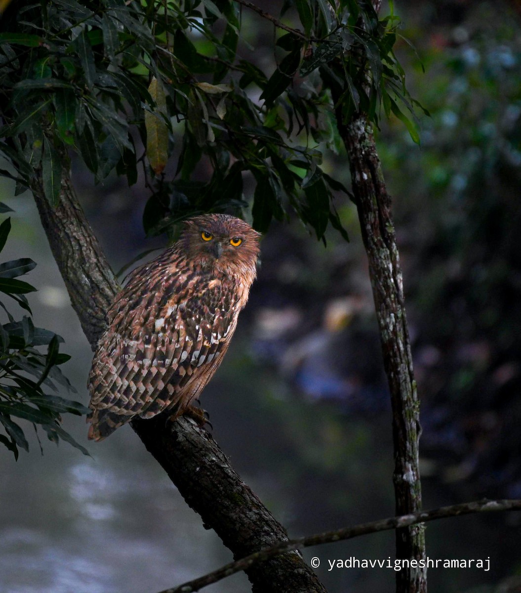 Brown Fish-Owl - ML609460811
