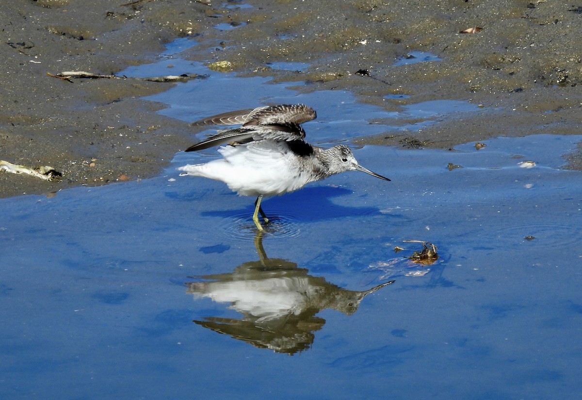 Common Greenshank - ML609460824