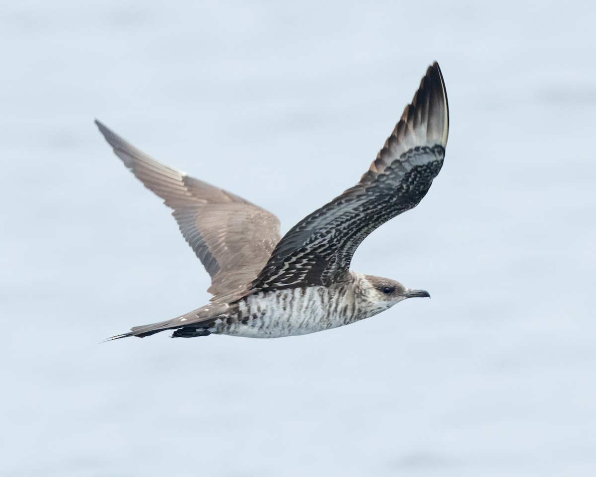 Parasitic Jaeger - ML609460826