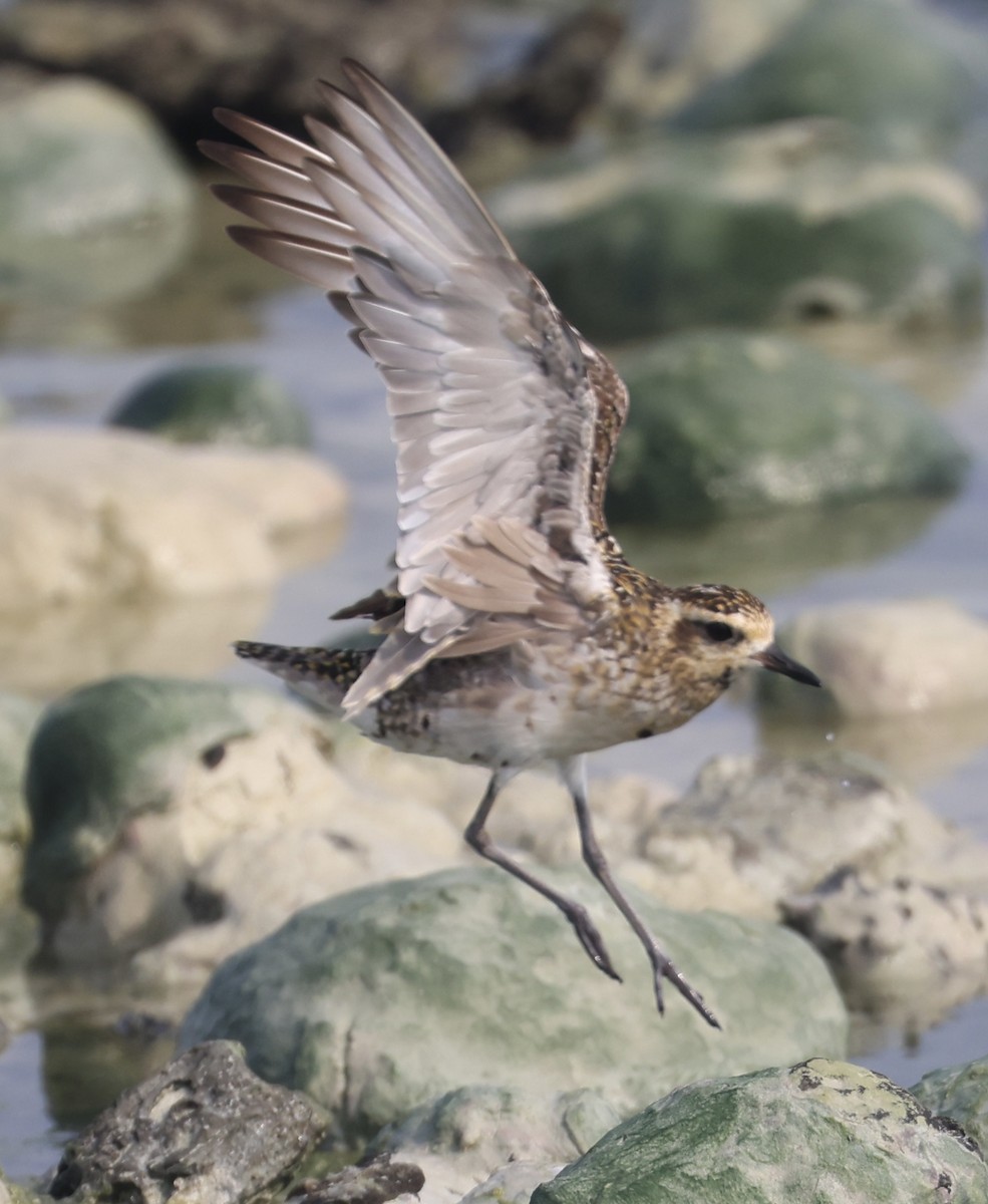 Pacific Golden-Plover - ML609460909