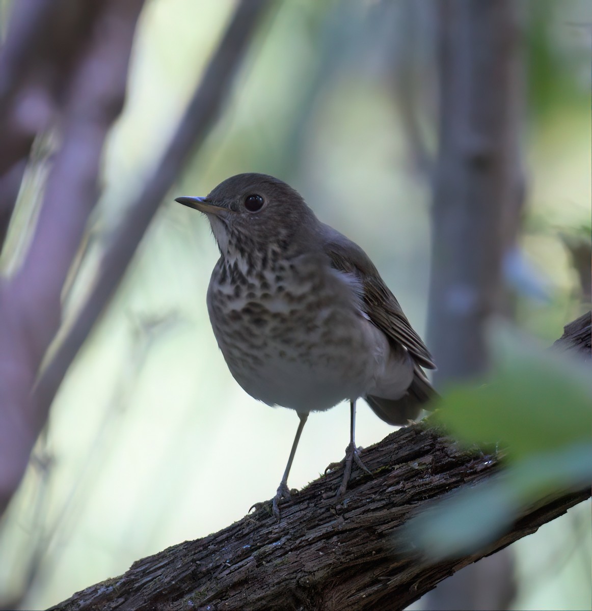 Gray-cheeked Thrush - ML609460933