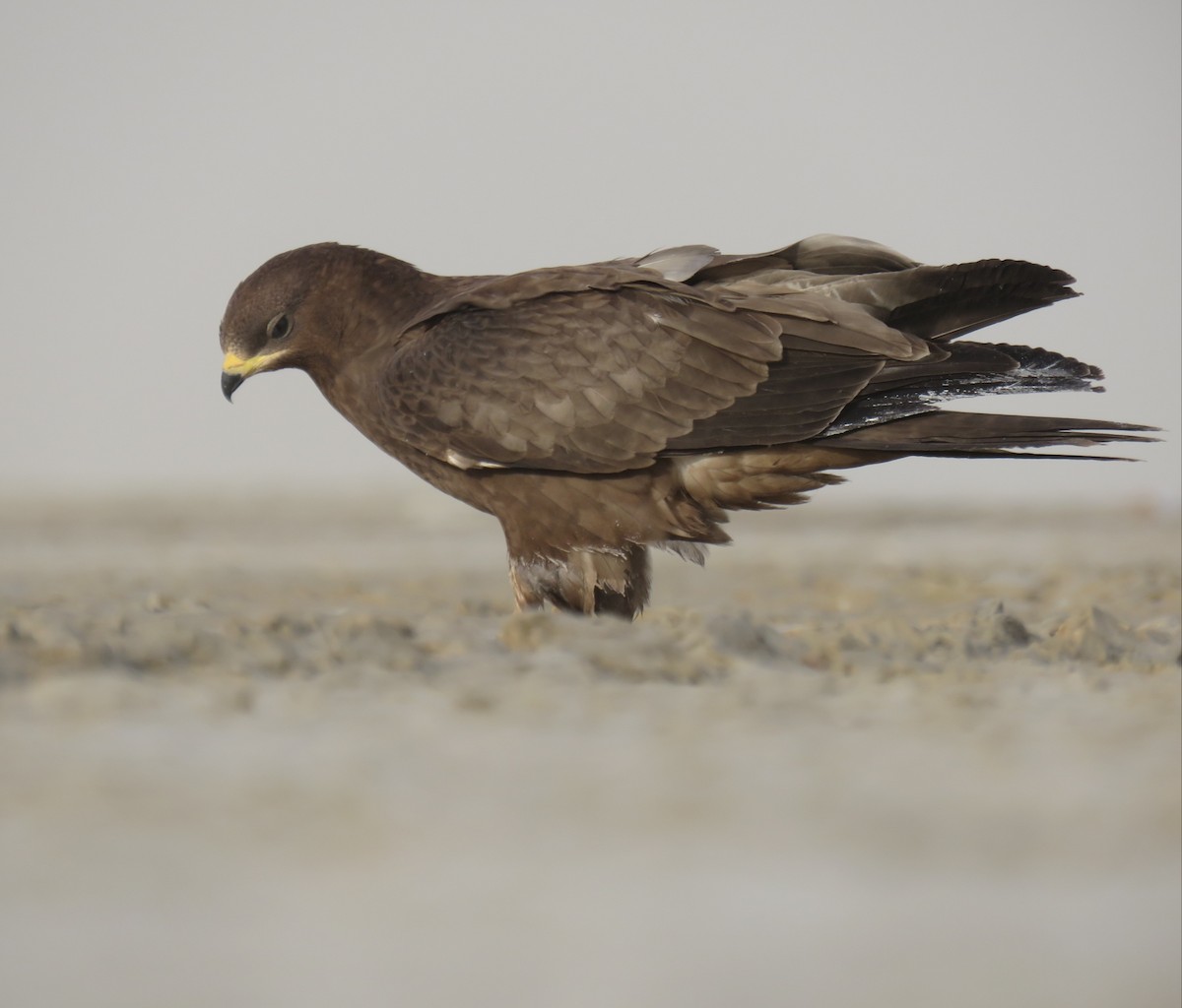 Oriental Honey-buzzard - ML609460940