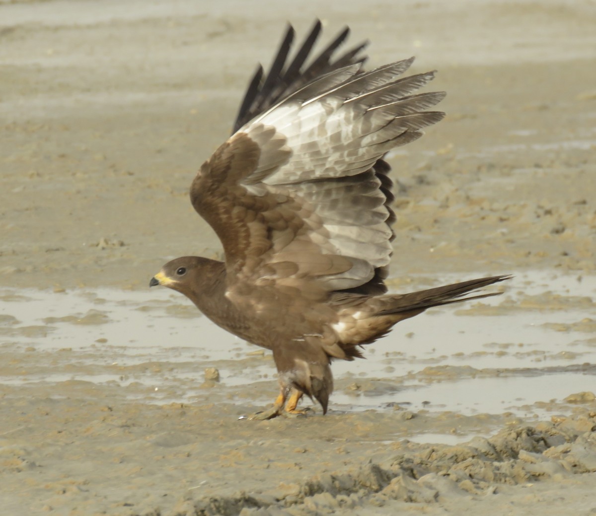 Oriental Honey-buzzard - ahmad mohammadi ravesh