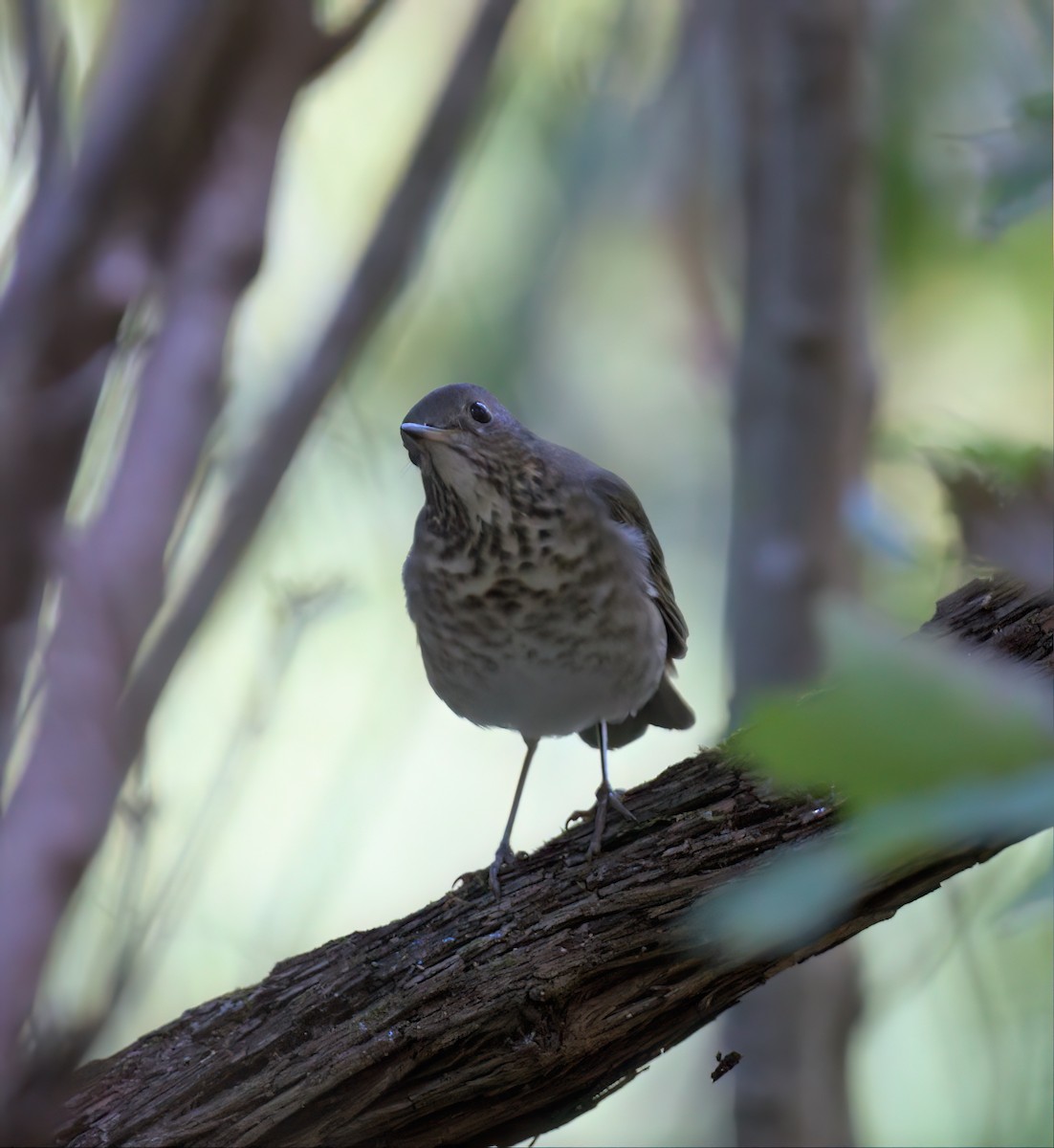 Gray-cheeked Thrush - Chip Davis