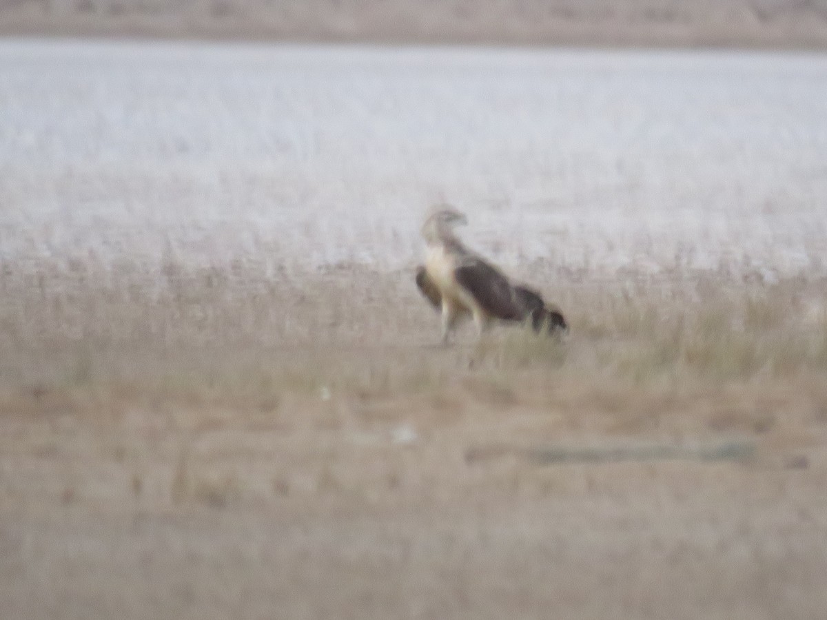 Oriental Honey-buzzard - ML609460956