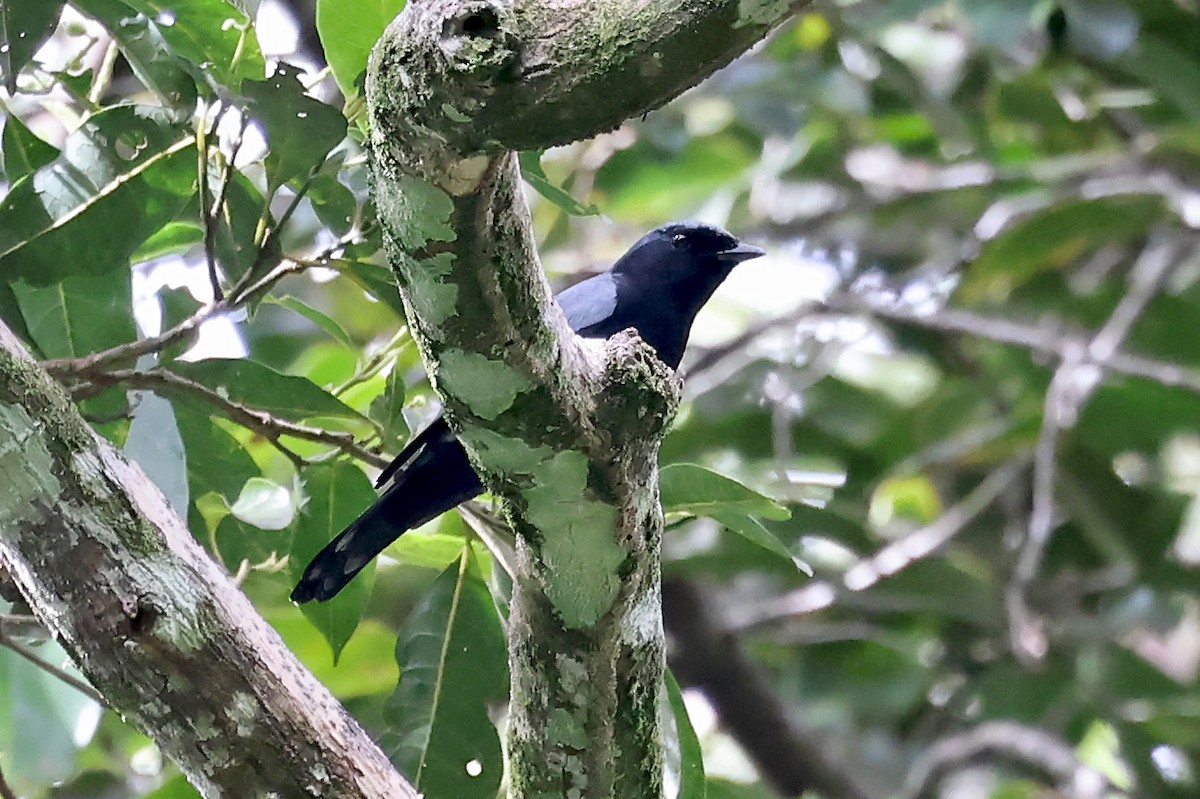 Solomons Cicadabird (New Georgia) - Phillip Edwards