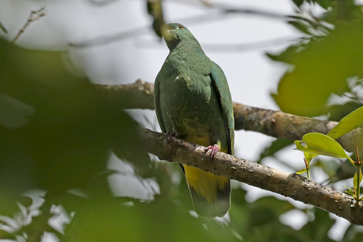 Yellow-bibbed Fruit-Dove - ML609460972