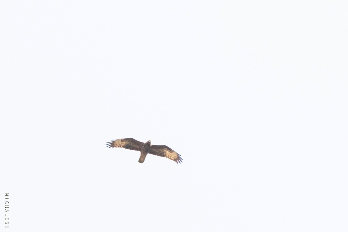 European Honey-buzzard - Michalis Kotsakis
