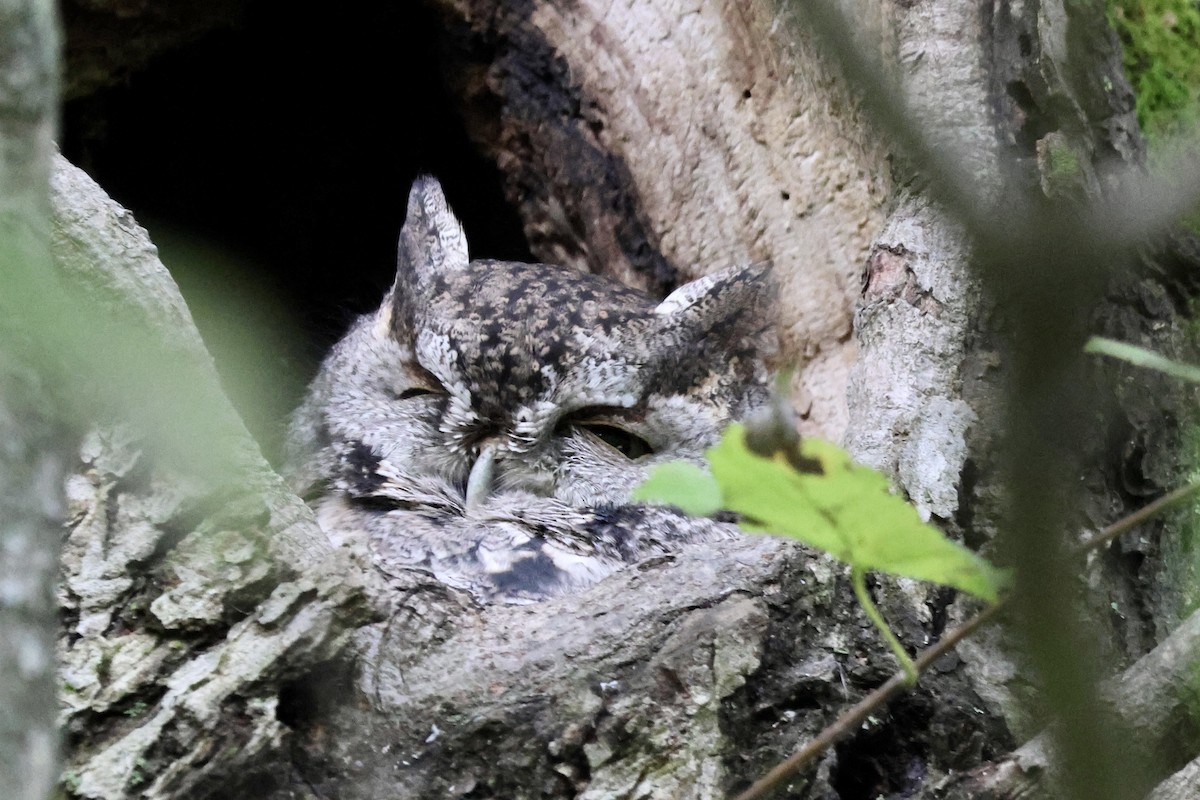 Eastern Screech-Owl - Tanya Burnett