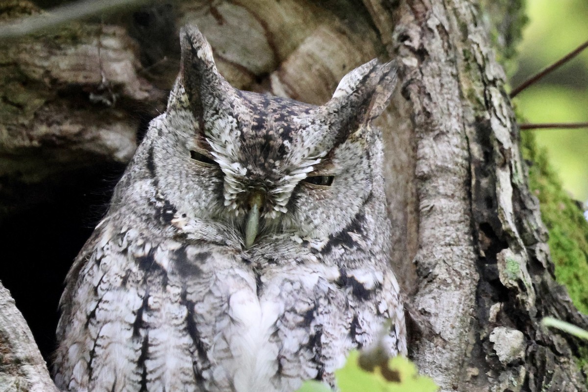 Eastern Screech-Owl - Tanya Burnett