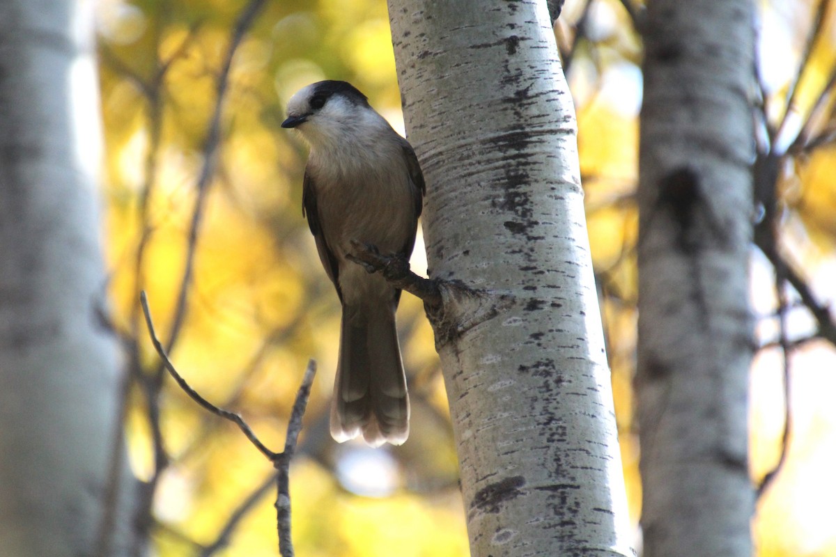 Canada Jay - ML609460999