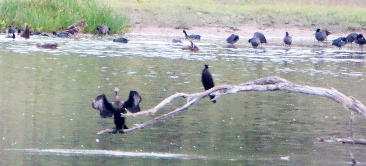 Double-crested Cormorant - ML609461004