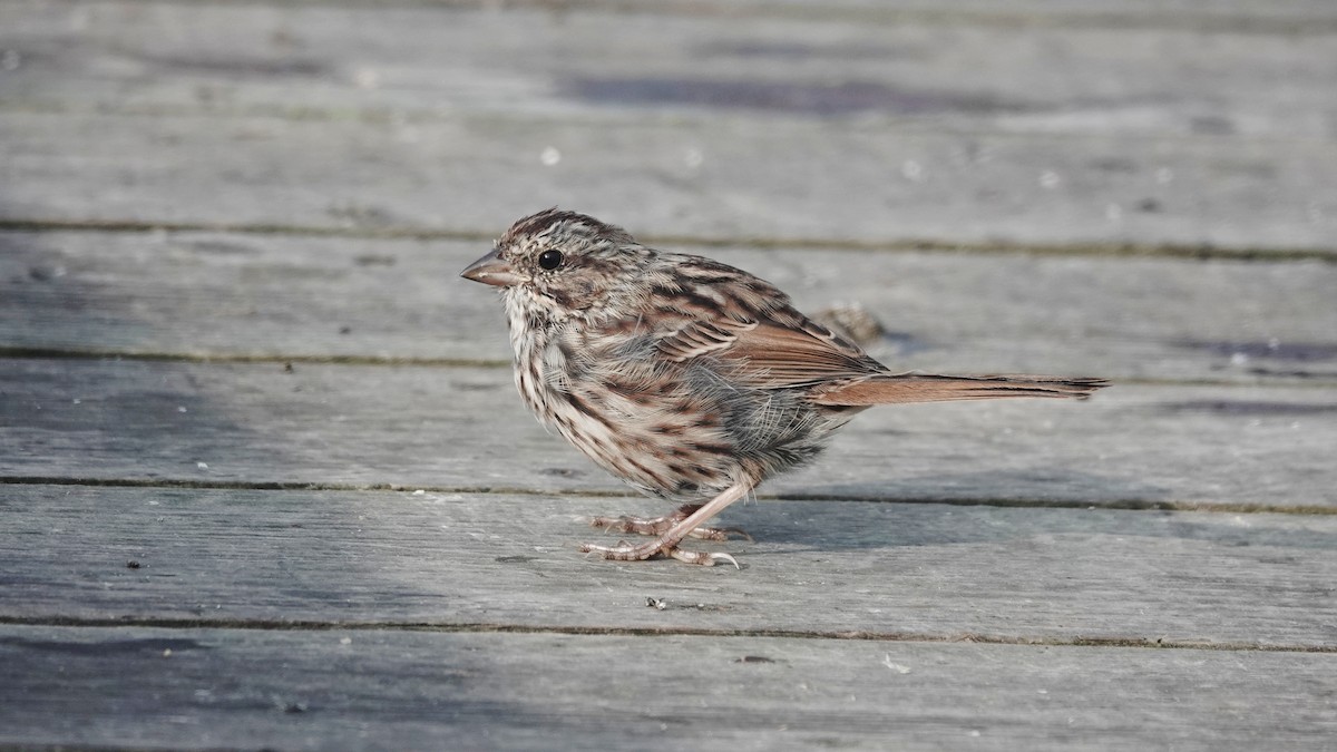 Song Sparrow - Barry Day