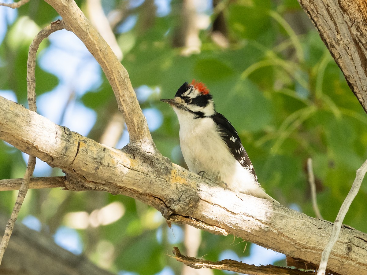 Downy Woodpecker - Bob Friedrichs