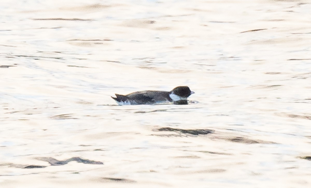 Ancient Murrelet - ML609461094