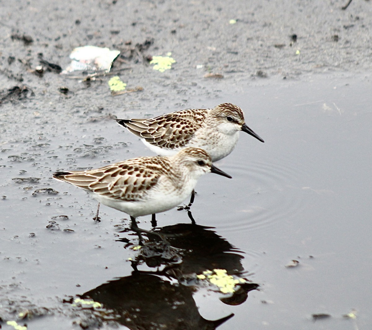 Semipalmated Sandpiper - ML609461173