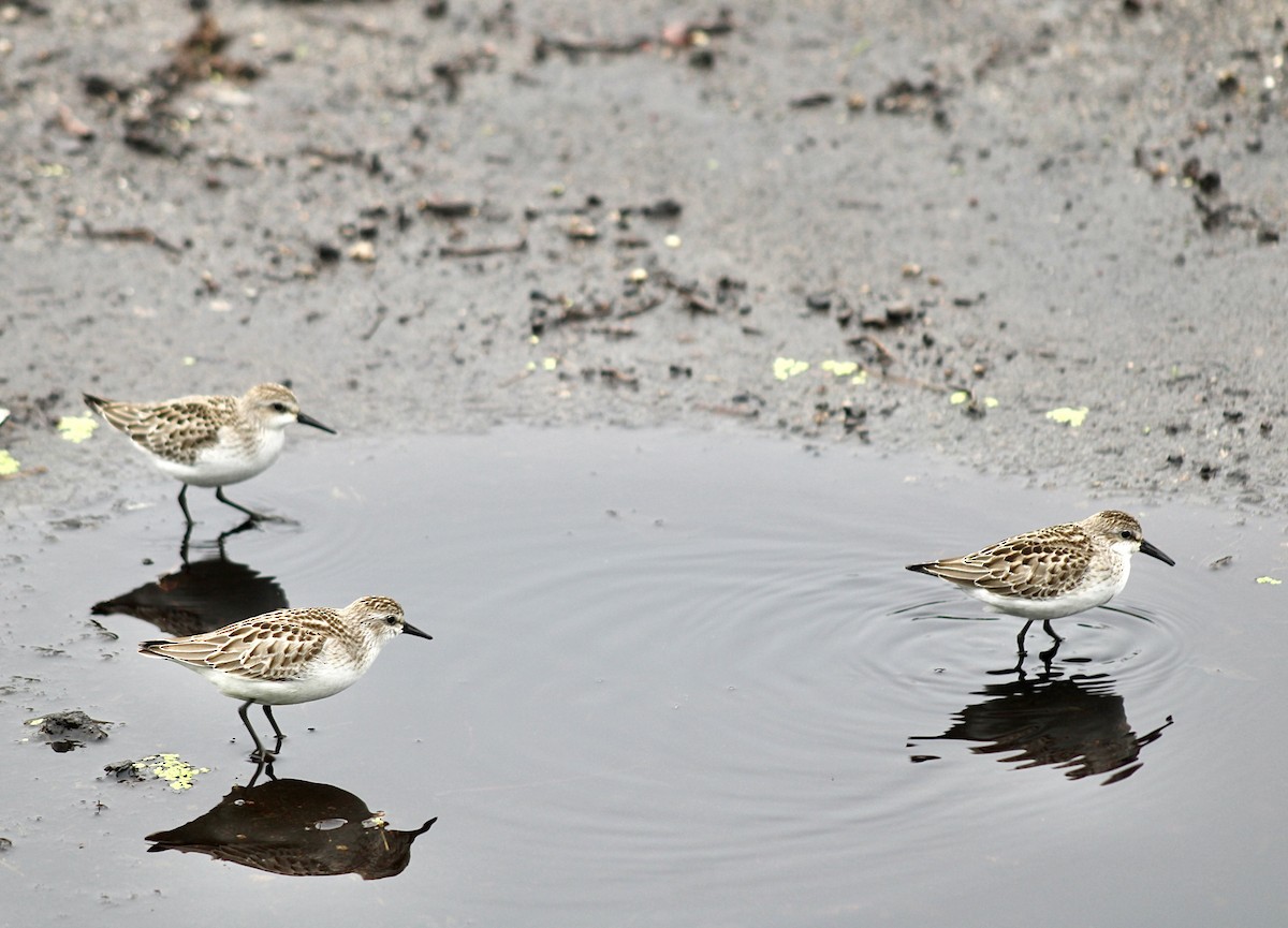 Semipalmated Sandpiper - Adrien C