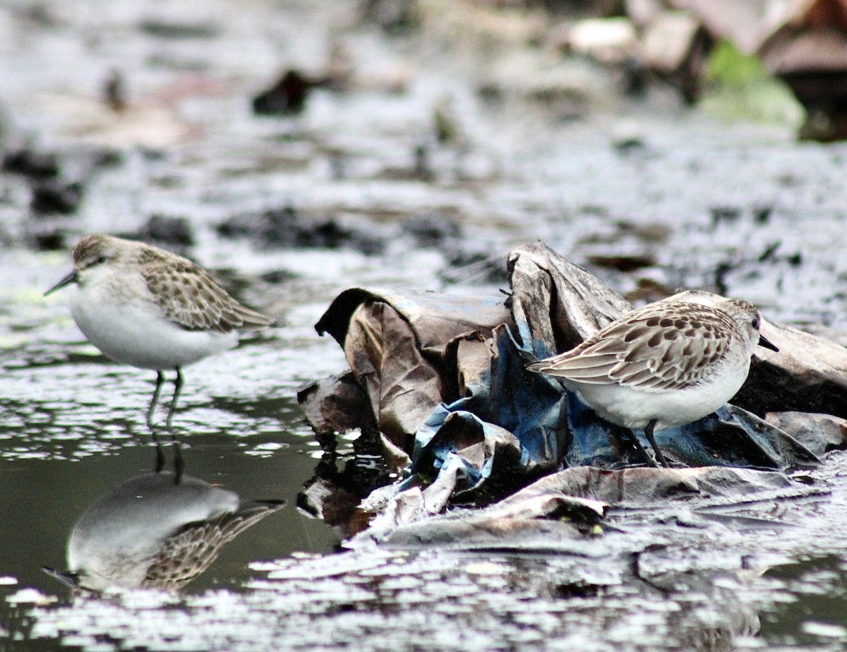 Semipalmated Sandpiper - Adrien C