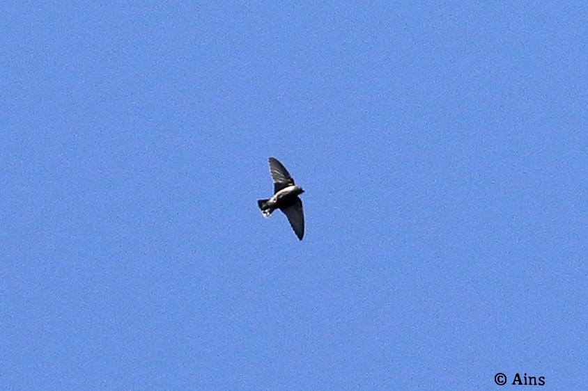 Eurasian Crag-Martin - ML609461180