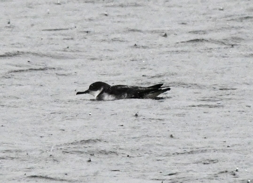 Manx Shearwater - A Emmerson