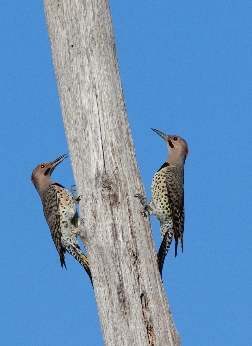 Northern Flicker - ML609461224