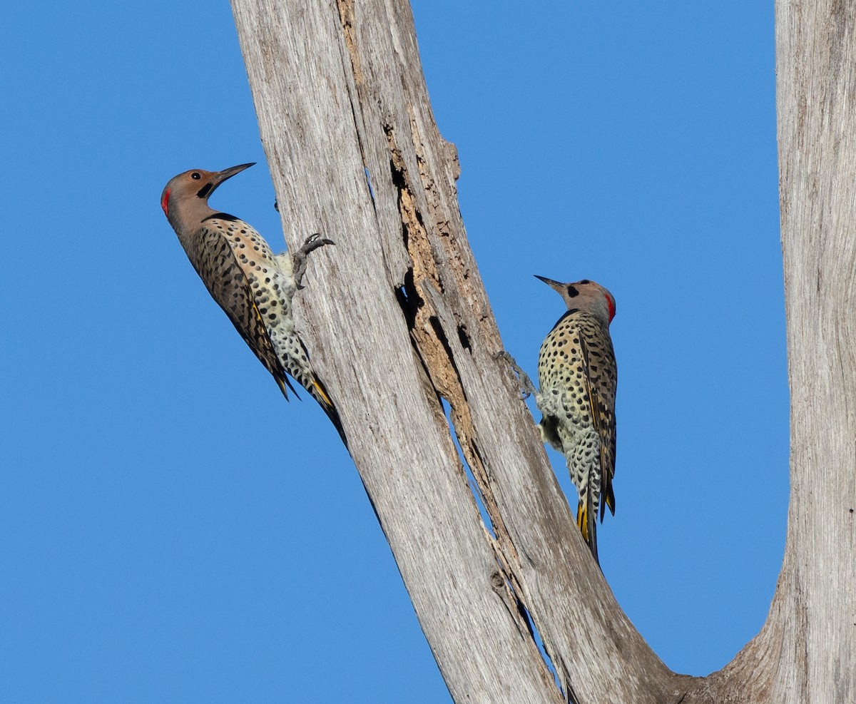 Northern Flicker - ML609461225