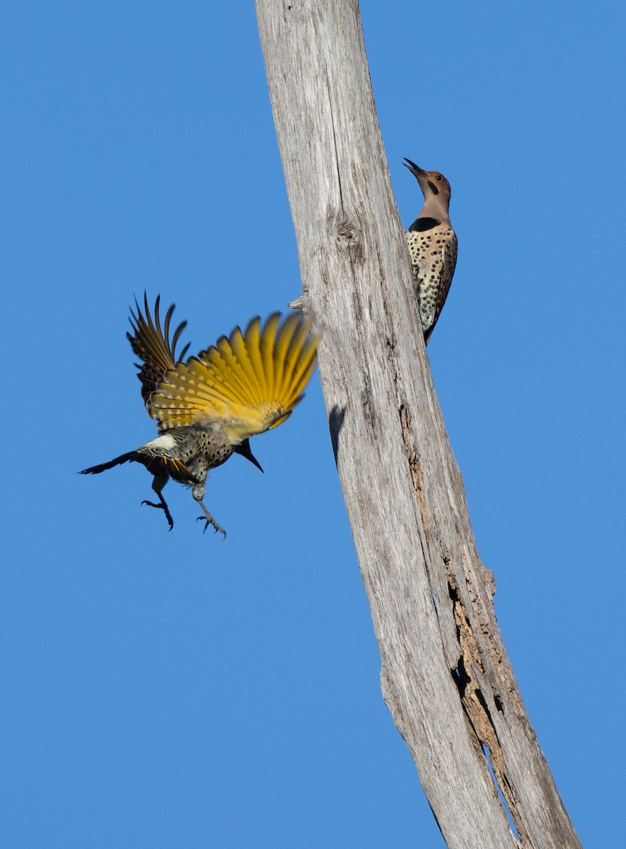 Northern Flicker - Bryan Henson