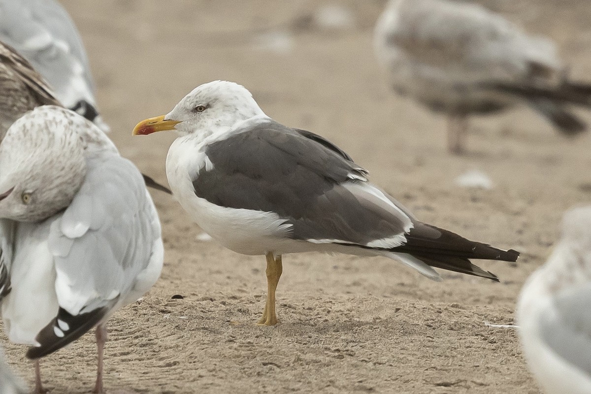 Lesser Black-backed Gull - Bill Massaro
