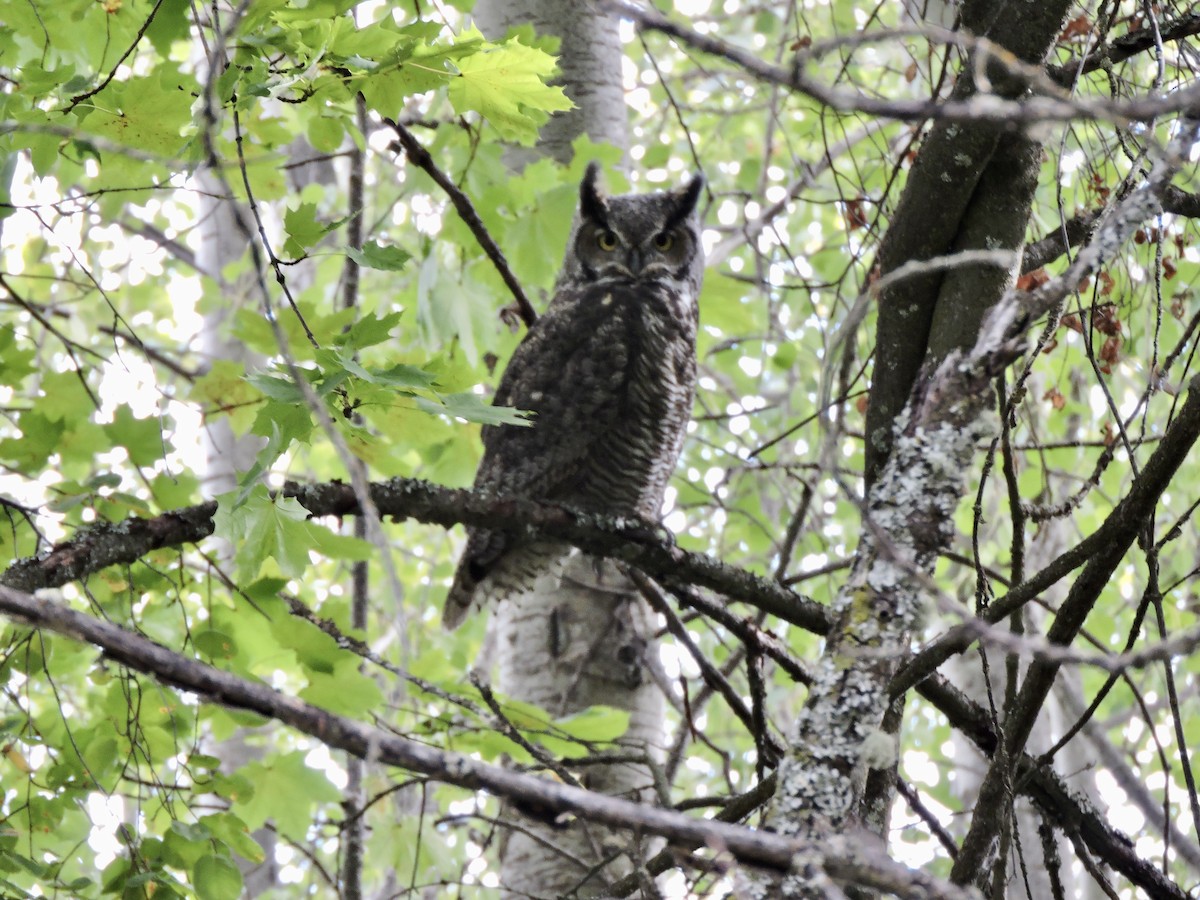 Great Horned Owl - ML609461407