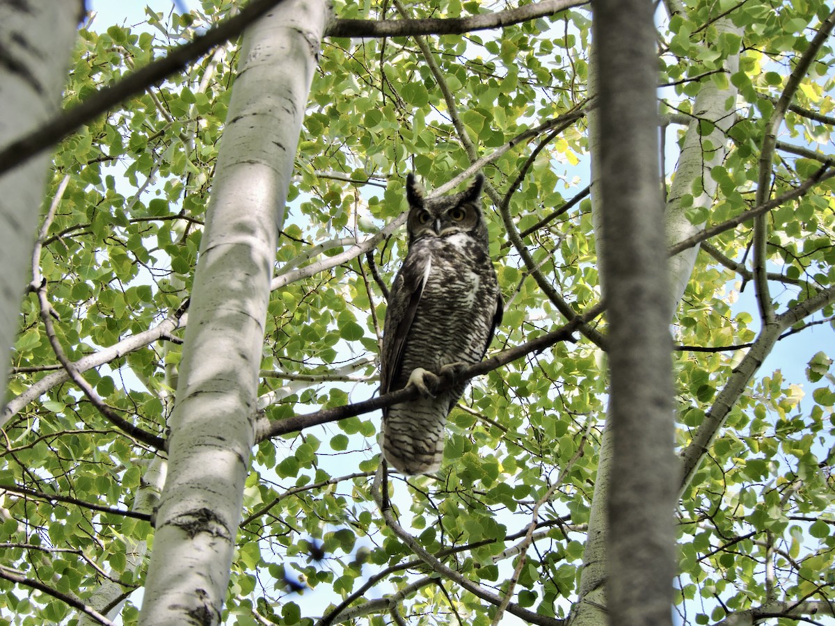 Great Horned Owl - ML609461408