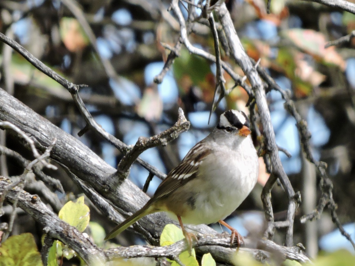White-crowned Sparrow (Gambel's) - ML609461439