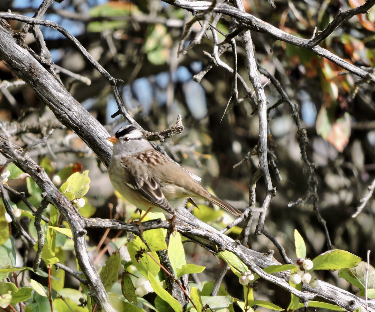 White-crowned Sparrow (Gambel's) - ML609461441