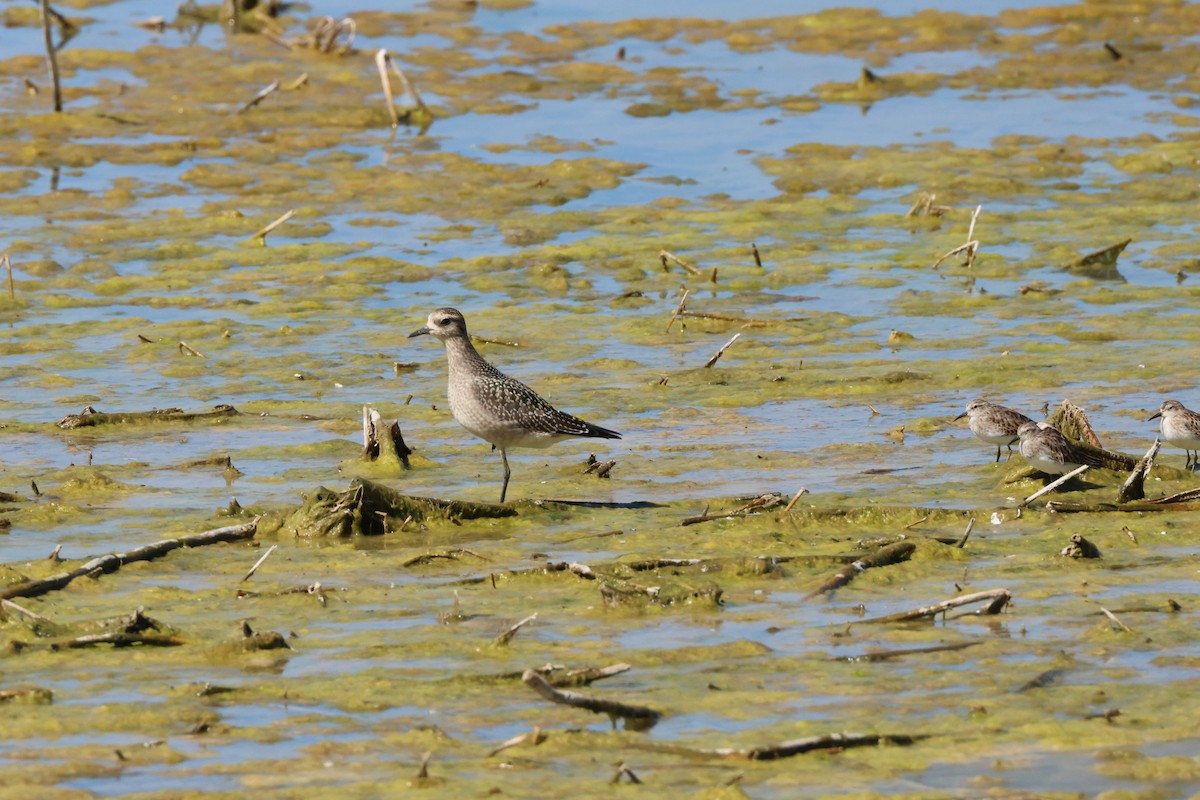 Urre-txirri amerikarra - ML609461442