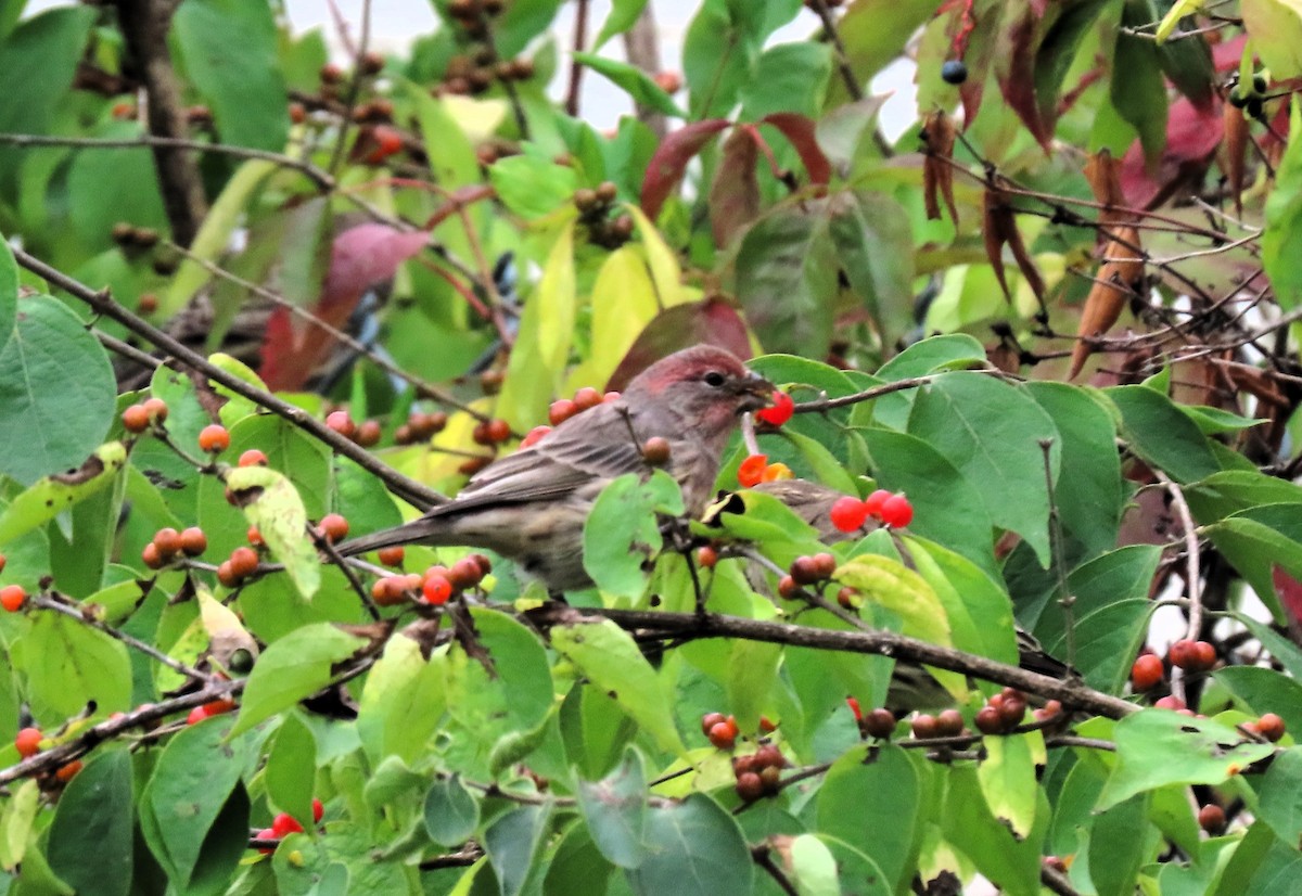 House Finch - Anne Mytych