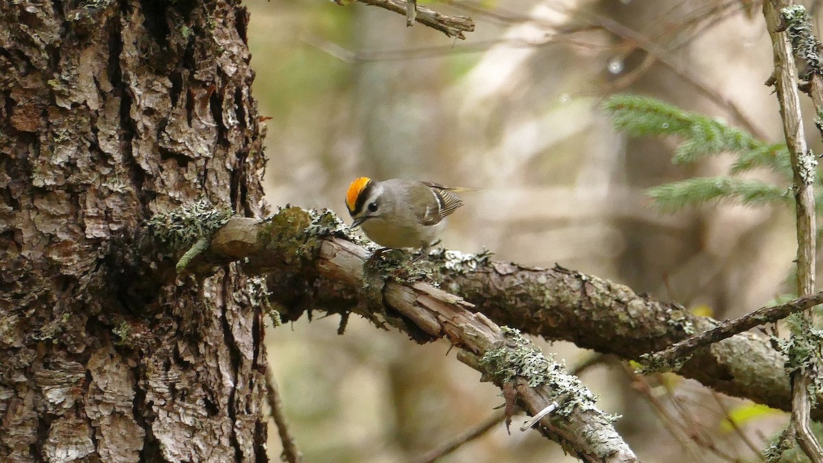 Golden-crowned Kinglet - ML609461490