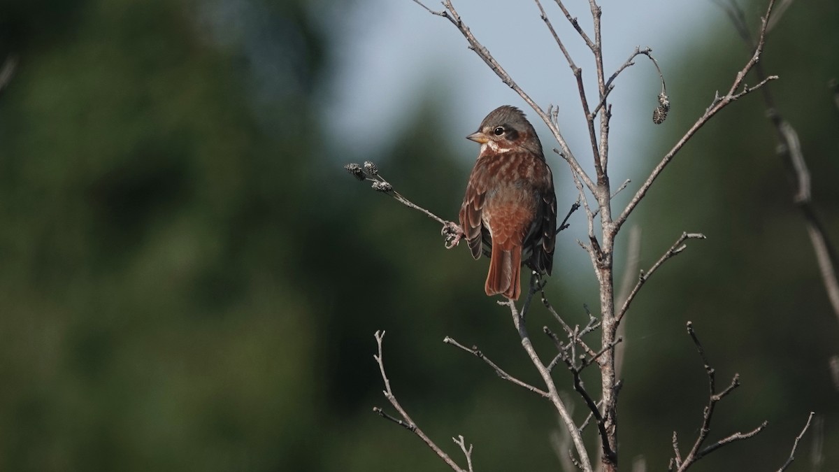 Fox Sparrow - ML609461589