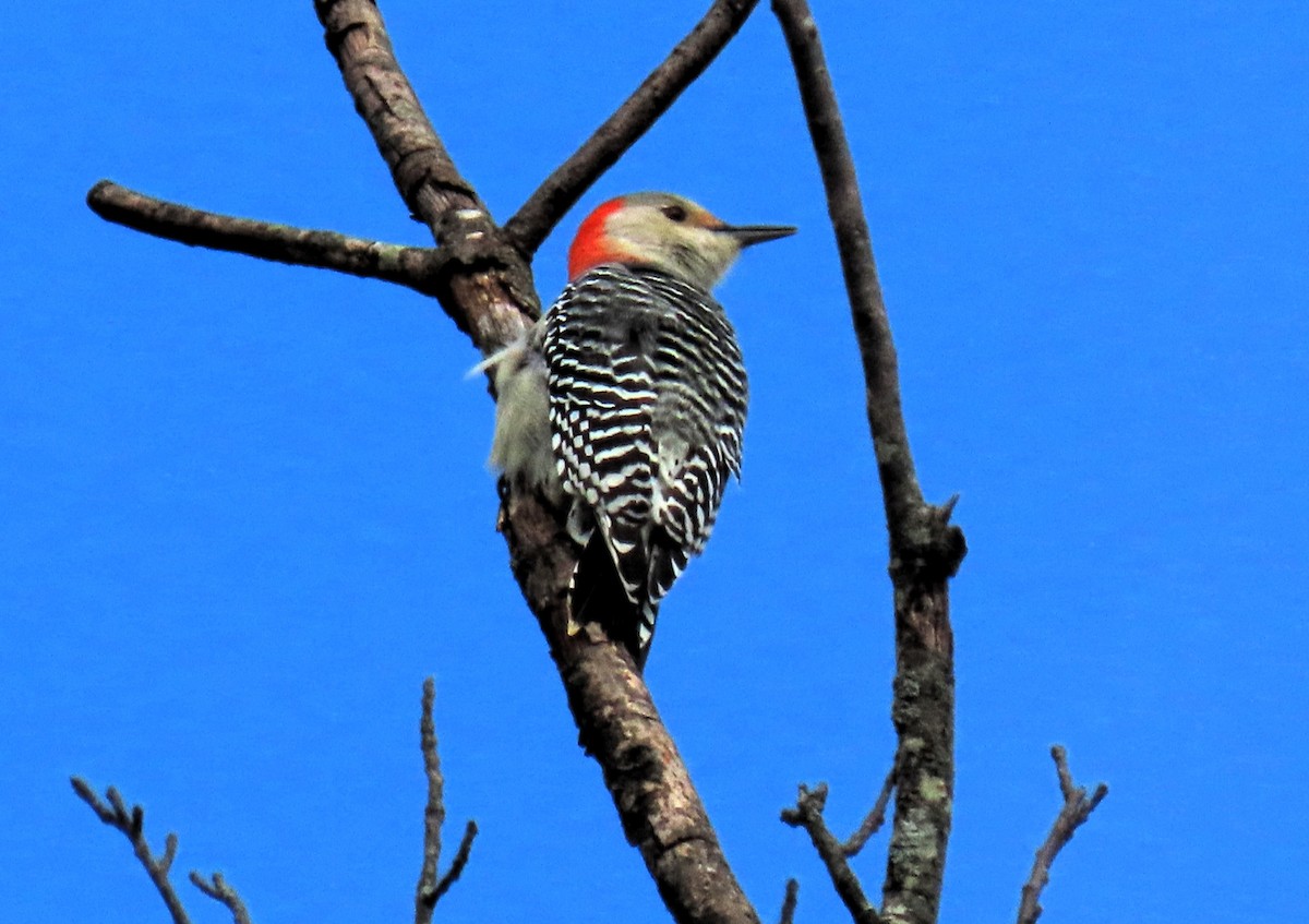 Red-bellied Woodpecker - Anne Mytych