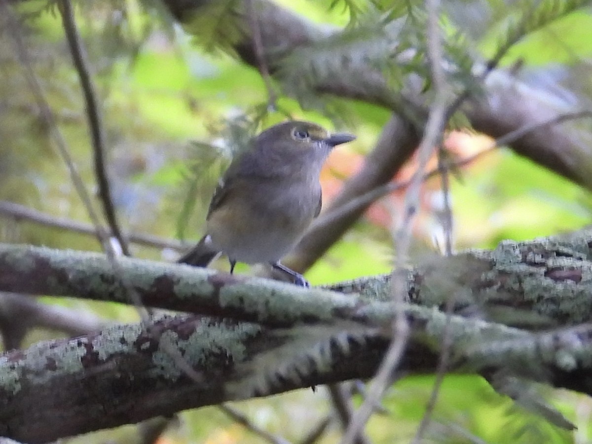 White-eyed Vireo - ML609461674