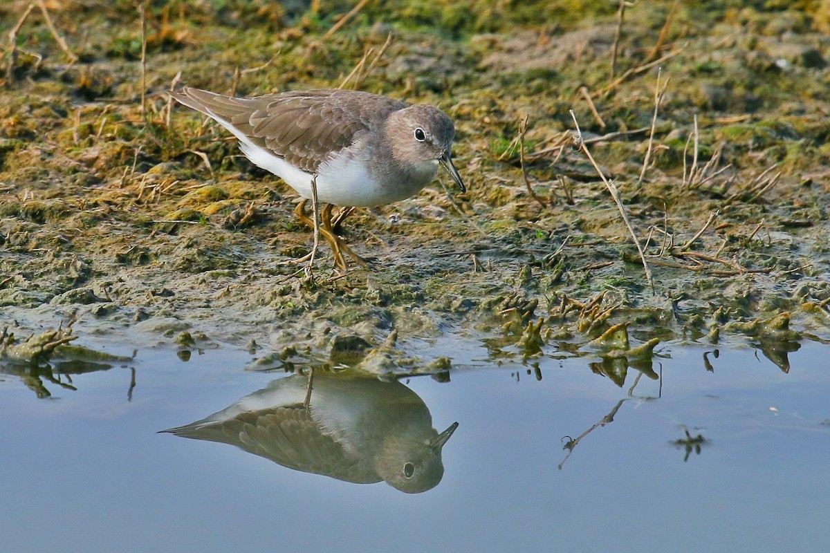 Temminck's Stint - Ali Atahan