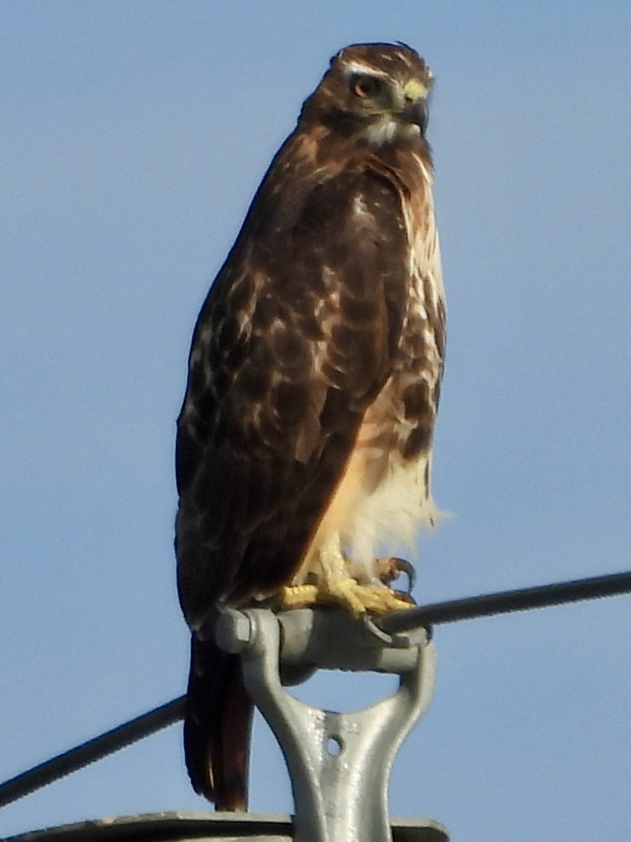 Red-tailed Hawk - ML609461820