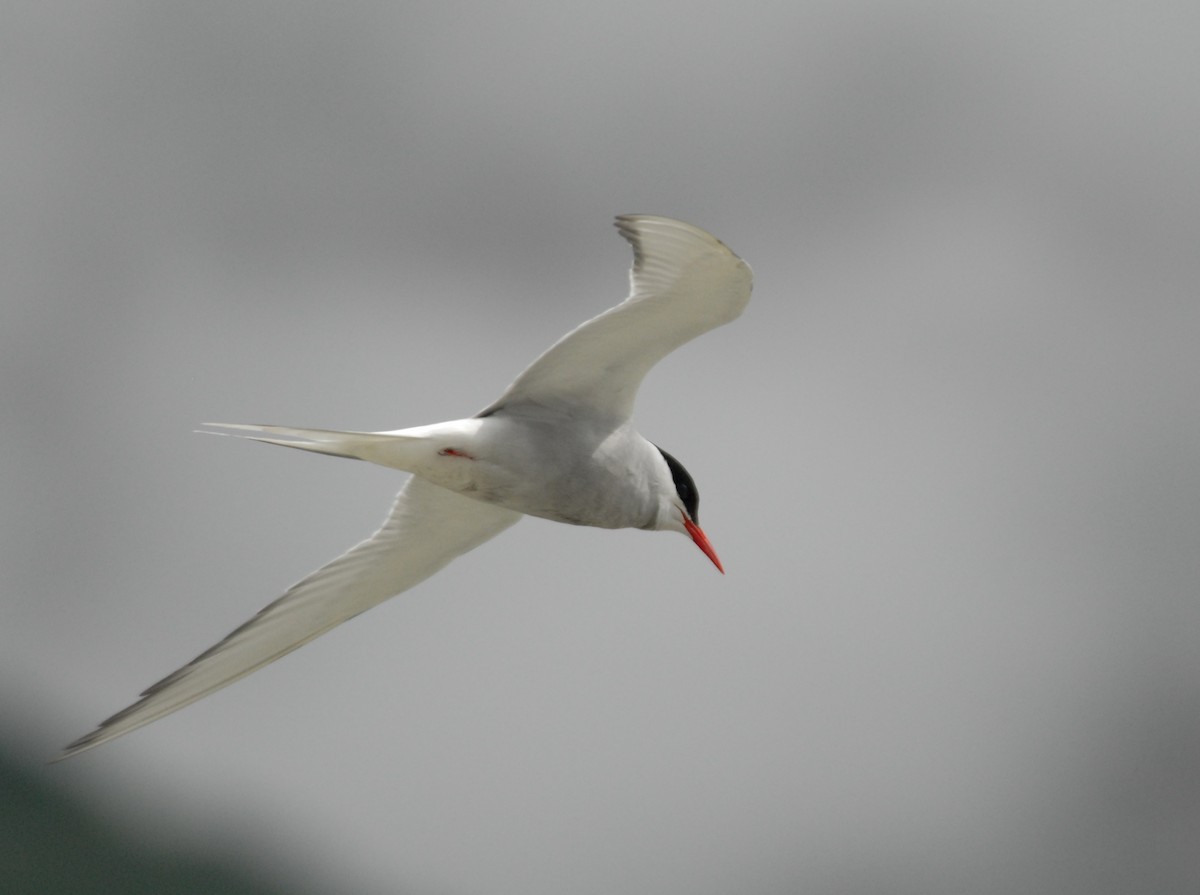 Arctic Tern - ML609461822